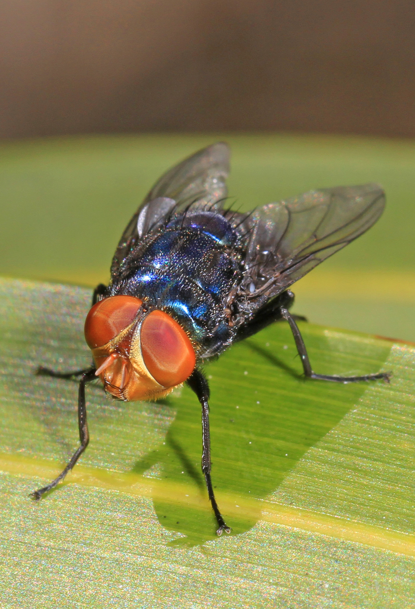 Adult Screwworm Fly