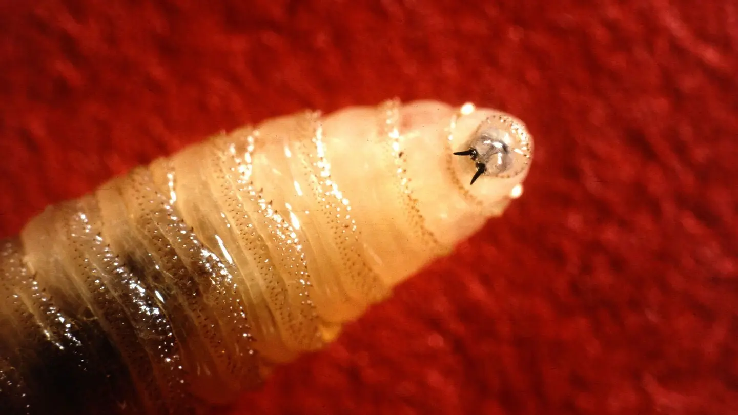 Screwworm Larvae